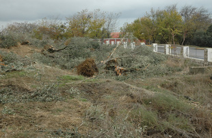 Срубленные деревья,Баку,Азербайджан, 16 ноября 2007 г.