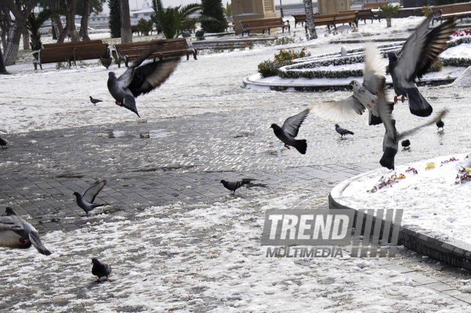 Bakıda ilk qar,Bakı,Azərbaycan,26 yanvar 2010-cu il.
 
