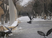 Bakıda ilk qar,Bakı,Azərbaycan,26 yanvar 2010-cu il.
 
