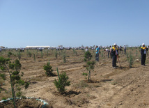 Representatives of various ministries and embassies conduct campaign on tree planting with participation of media near Heydar Aliyev airport, Baku, Azerbaijan, June 3, 2010