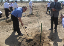 Representatives of various ministries and embassies conduct campaign on tree planting with participation of media near Heydar Aliyev airport, Baku, Azerbaijan, June 3, 2010