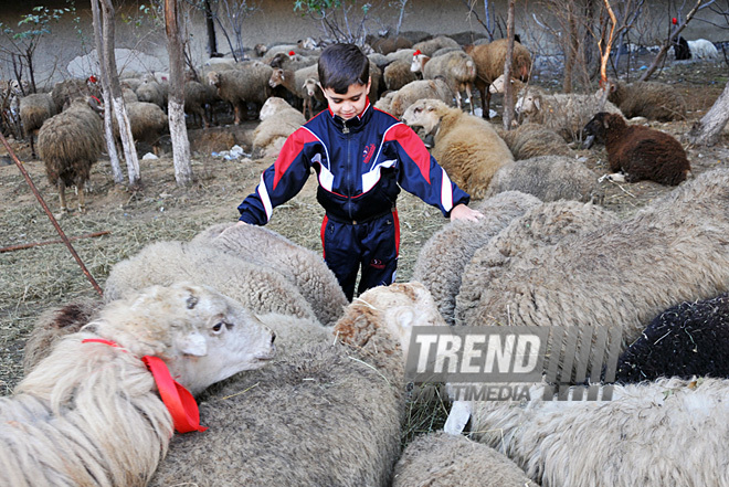 Azerbaijan marks Gurban holiday,  Baku, Azerbaijan, Nov.15, 2010