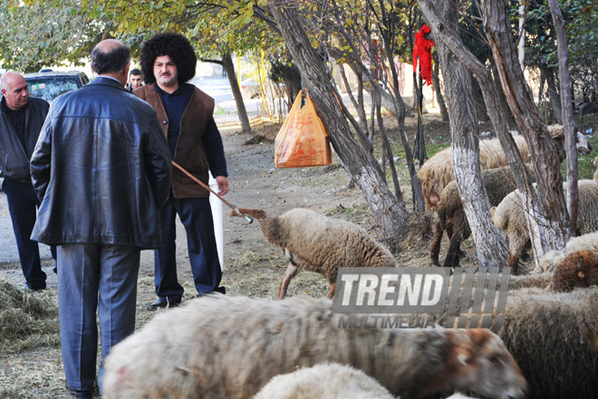 Azerbaijan marks Gurban holiday,  Baku, Azerbaijan, Nov.15, 2010