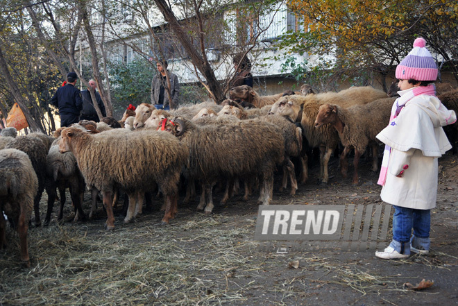 Azerbaijan marks Gurban holiday,  Baku, Azerbaijan, Nov.15, 2010