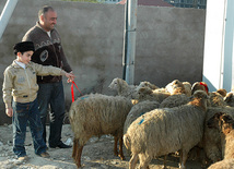 Azerbaijan marks Gurban holiday,  Baku, Azerbaijan, Nov.15, 2010