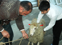 Azerbaijan marks Gurban holiday,  Baku, Azerbaijan, Nov.15, 2010