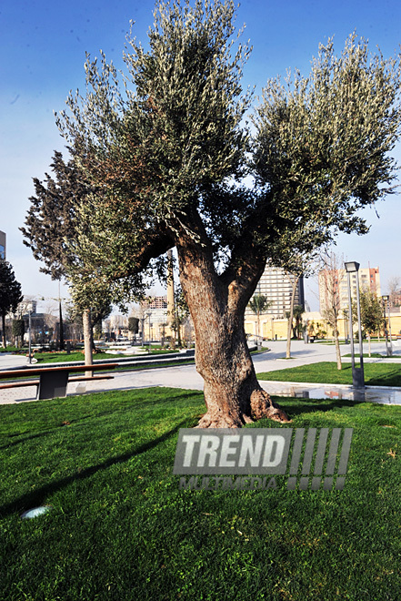 Bakı Ticarət Limanı yaxınlığında yeni park, Bakı, Azərbaycan, 06 yanvar 2011