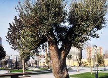 Bakı Ticarət Limanı yaxınlığında yeni park, Bakı, Azərbaycan, 06 yanvar 2011