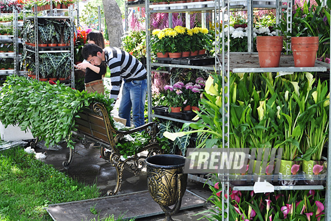 Preparations underway for Flower Holiday in Baku, Azerbaijan, May 09, 2011