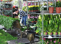 Preparations underway for Flower Holiday in Baku, Azerbaijan, May 09, 2011