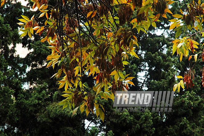 Golden Autumn. Baku, Azerbaijan, Oct.27, 2011