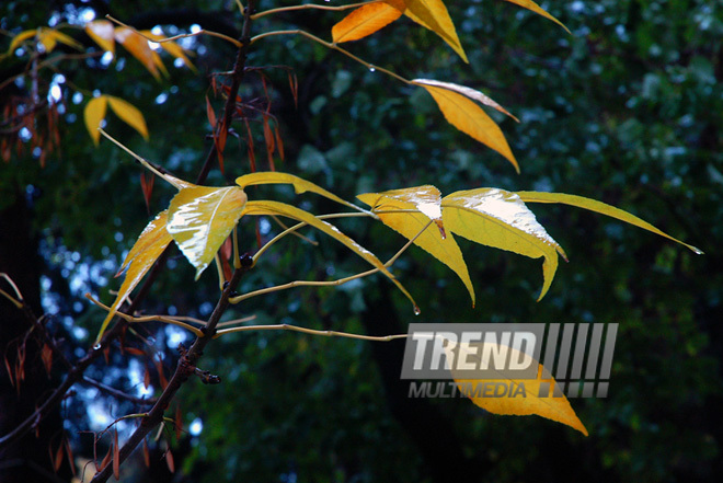 Golden Autumn. Baku, Azerbaijan, Oct.27, 2011