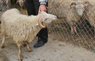 Azerbaijan marks Gurban holiday. Baku, Azerbaijan, Nov.06, 2011