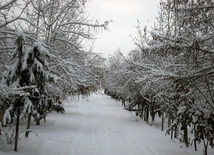 Qış nağılı. Quba, Azərbaycan, 30 yanvar 2012