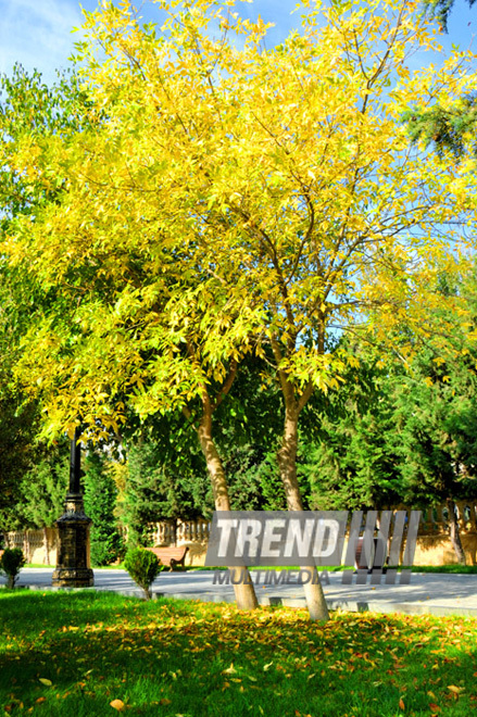 Golden Autumn. Baku, Azerbaijan, Nov.01, 2012