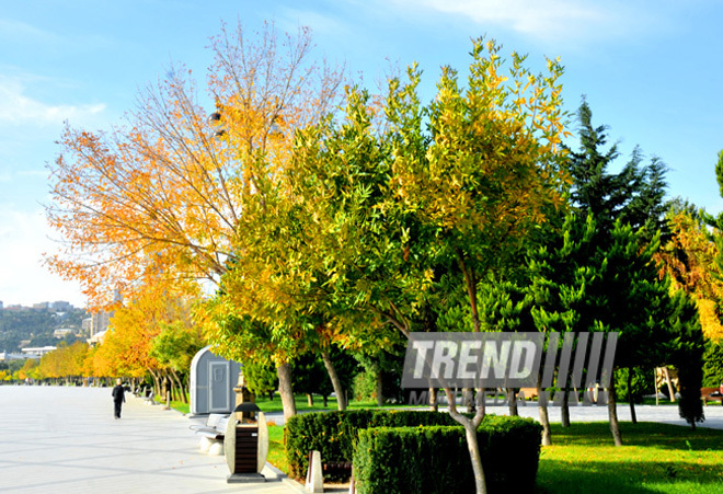 Golden Autumn. Baku, Azerbaijan, Nov.01, 2012