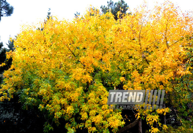 Golden Autumn. Baku, Azerbaijan, Nov.01, 2012