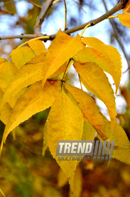 Golden Autumn. Baku, Azerbaijan, Nov.01, 2012