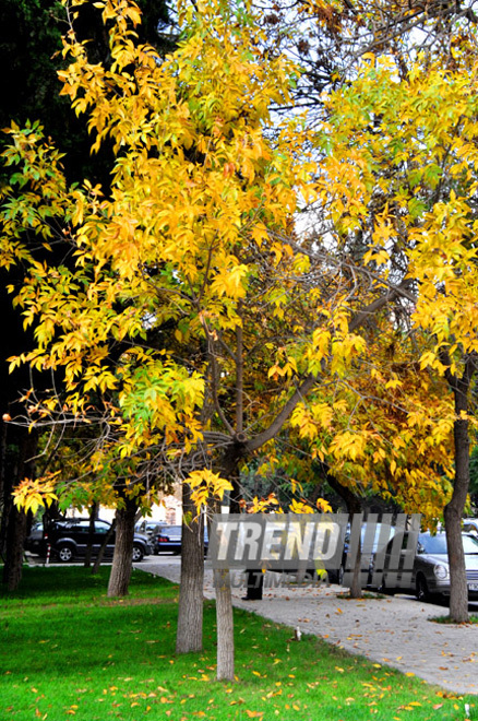 Golden Autumn. Baku, Azerbaijan, Nov.01, 2012