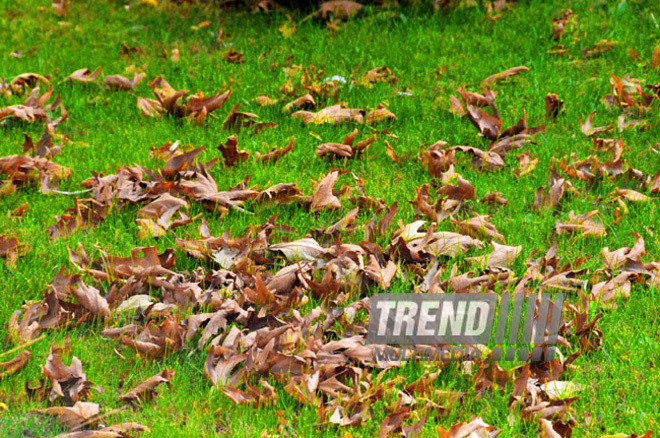 Golden Autumn. Baku, Azerbaijan, Nov.01, 2012