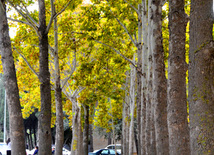 Golden Autumn. Baku, Azerbaijan, Nov.01, 2012