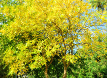 Golden Autumn. Baku, Azerbaijan, Nov.01, 2012