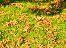 Leaf fall. Baku, Azerbaijan, Nov.01, 2012