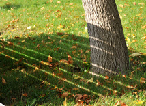 Leaf fall. Baku, Azerbaijan, Nov.01, 2012