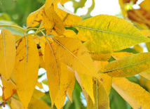 Golden Autumn. Baku, Azerbaijan, Nov.01, 2012