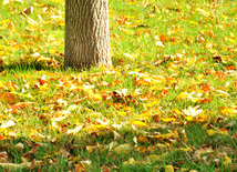 Leaf fall. Baku, Azerbaijan, Nov.01, 2012