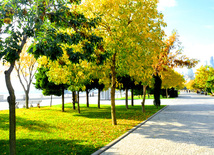 Beautiful autumn. Baku, Azerbaijan, Nov.01, 2012