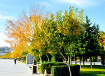 Autumn – season rich in colors. Baku, Azerbaijan, Nov.01, 2012