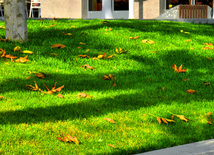 Leaf fall. Baku, Azerbaijan, Nov.01, 2012