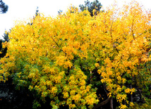 Golden Autumn. Baku, Azerbaijan, Nov.01, 2012