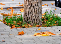 Leaf fall. Baku, Azerbaijan, Nov.01, 2012