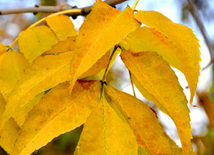 Golden Autumn. Baku, Azerbaijan, Nov.01, 2012