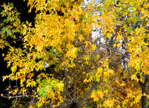 Beautiful autumn. Baku, Azerbaijan, Nov.01, 2012