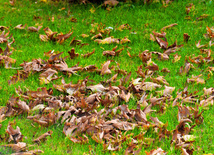 Leaf fall. Baku, Azerbaijan, Nov.01, 2012