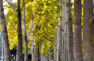 Golden Autumn. Baku, Azerbaijan, Nov.01, 2012