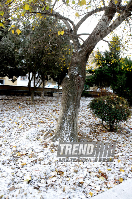 First snow in Baku. Azerbaijan, Dec.16, 2012