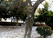 First snow in Baku. Azerbaijan, Dec.16, 2012