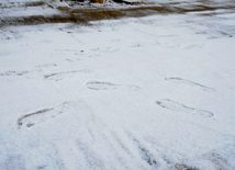 First snow in Baku. Azerbaijan, Dec.16, 2012