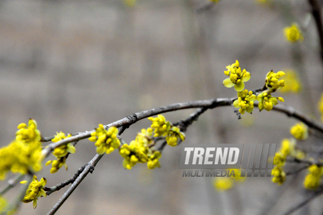 Təbiət baharı gözləyir. Quba, Azərbaycan, 18 mart 2013