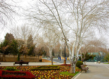 Spring with its warm breath, green costume and mist kerchief. Baku, Azerbaijan, March 28, 2013