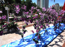 Flower festival in Baku. Baku, Azerbaijan, May 10, 2013