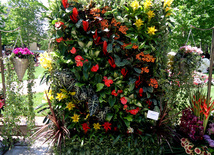 Flower festival in Baku. Baku, Azerbaijan, May 10, 2013