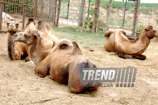 Baku zoo. Azerbaijan, Aug.03, 2013