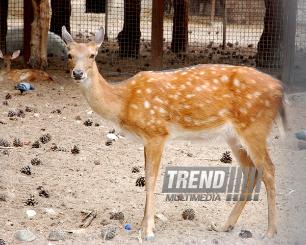 Baku zoo. Azerbaijan, Aug.03, 2013