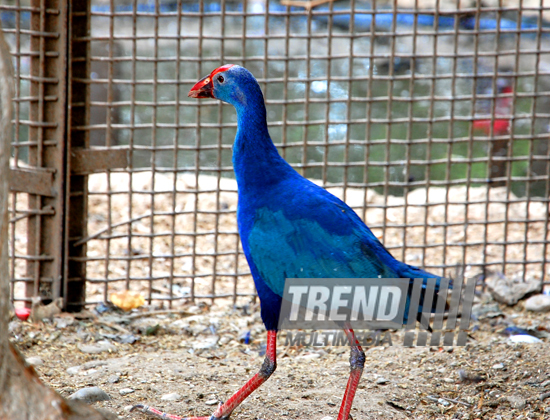 Baku zoo. Azerbaijan, Aug.03, 2013