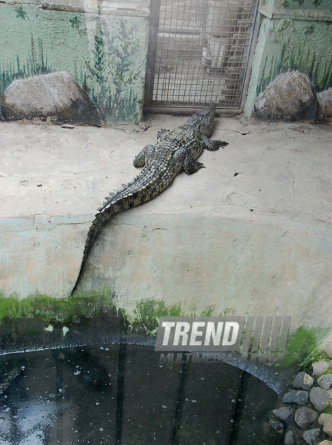 Baku zoo. Azerbaijan, Aug.03, 2013